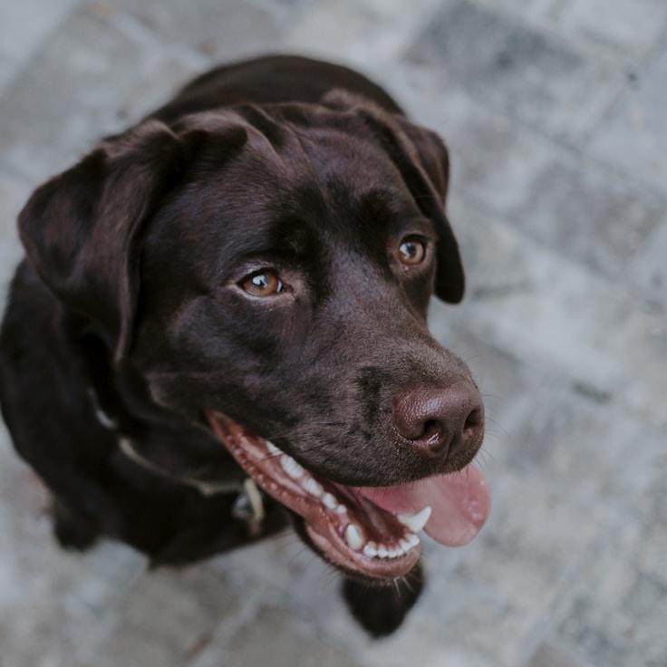 Portrait of Mira Sharma meditation instructor